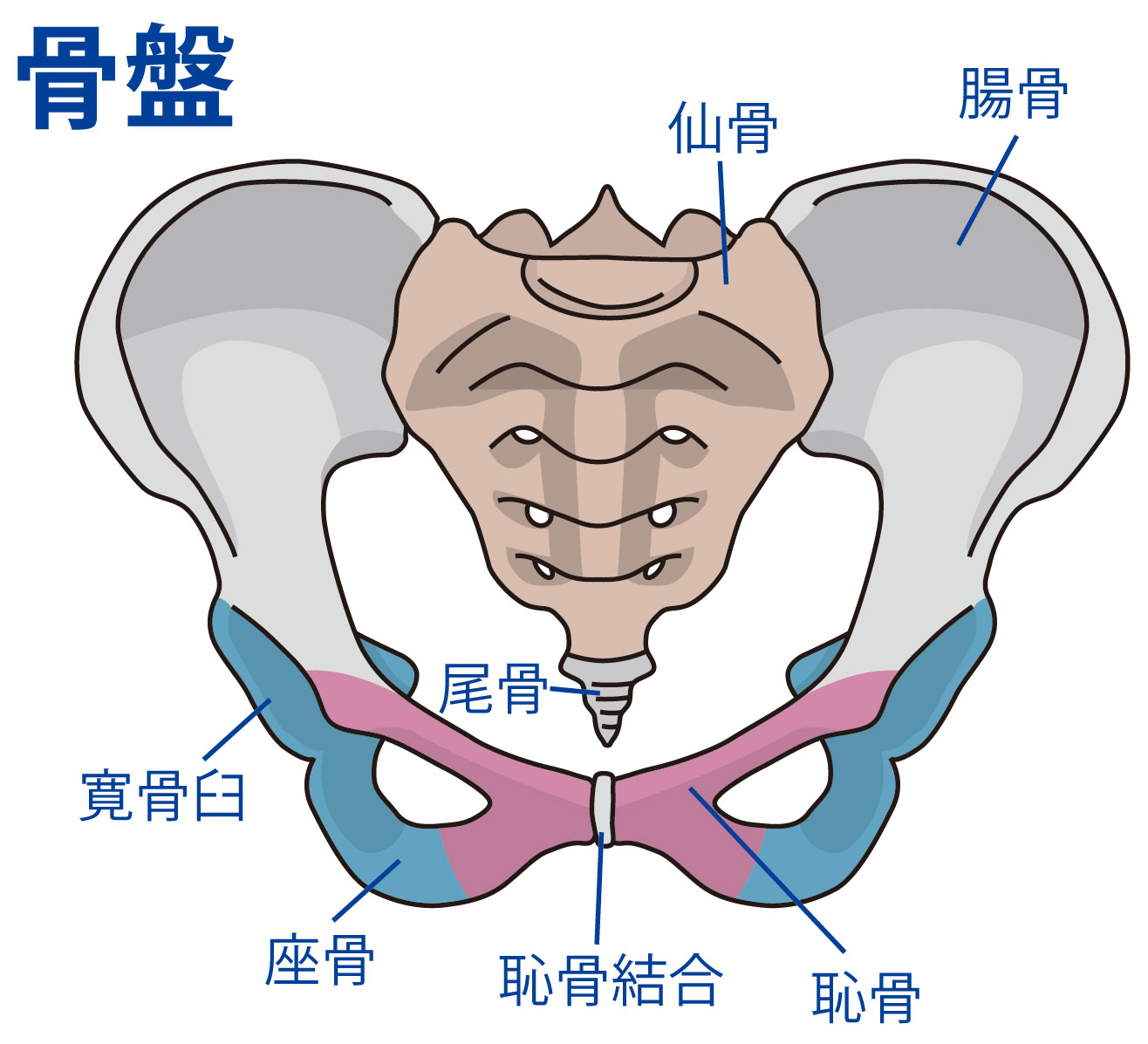 座ると尾てい骨が痛い原因は？対処法も解説 - 小林整骨院の体の悩み痛み改善コラム