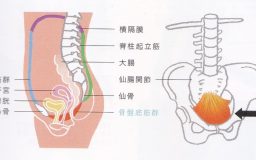 20代女性に読んでほしい！ 「骨盤底筋」の衰えが引き起こす症状 ～鍛える方法と効果～