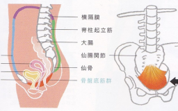 骨盤底筋群