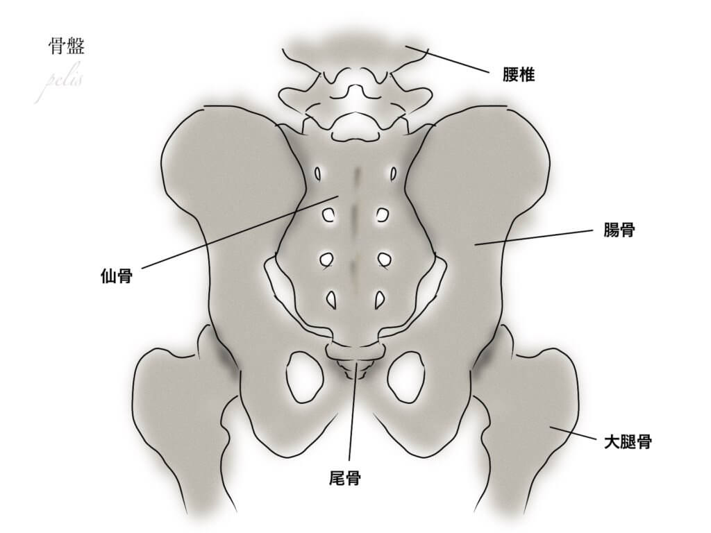 骨盤の役割